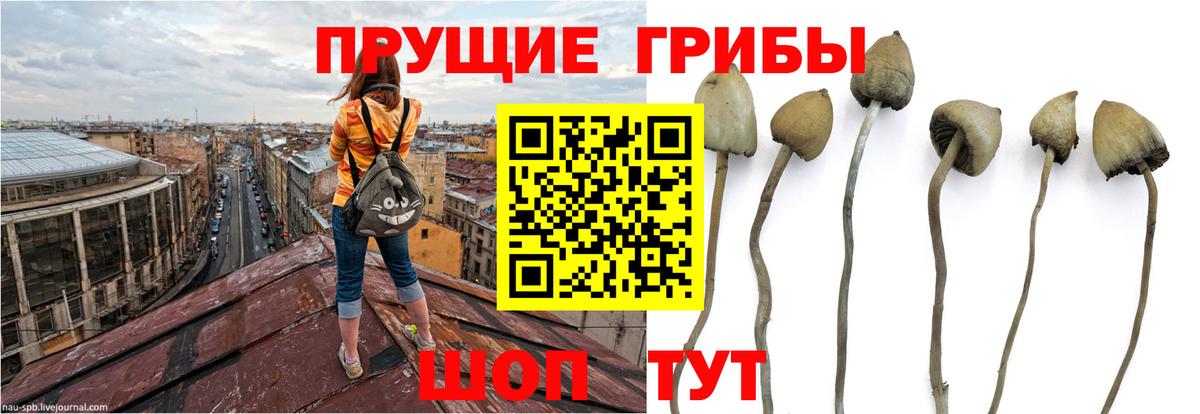 Псилоцибиновые грибы GOLDEN TEACHER  Вход с VPN  Аргун 